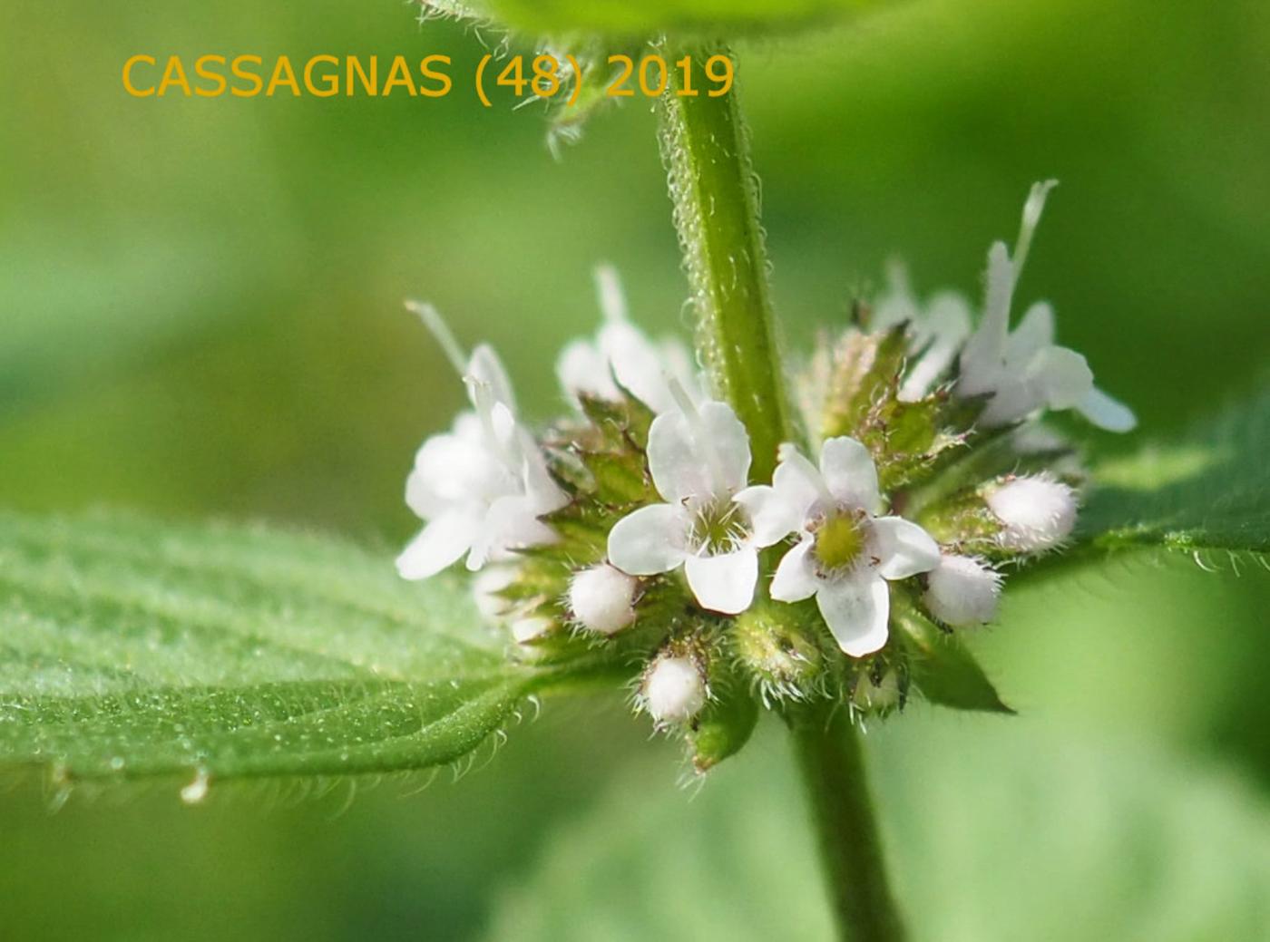 Mint, Corn flower